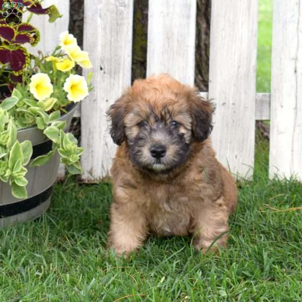 Bentley, Mini Whoodle Puppy
