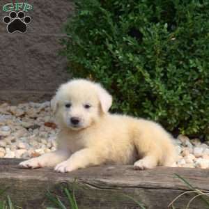 Bentley, Great Pyrenees Puppy