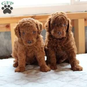 Johnny, Cockapoo Puppy
