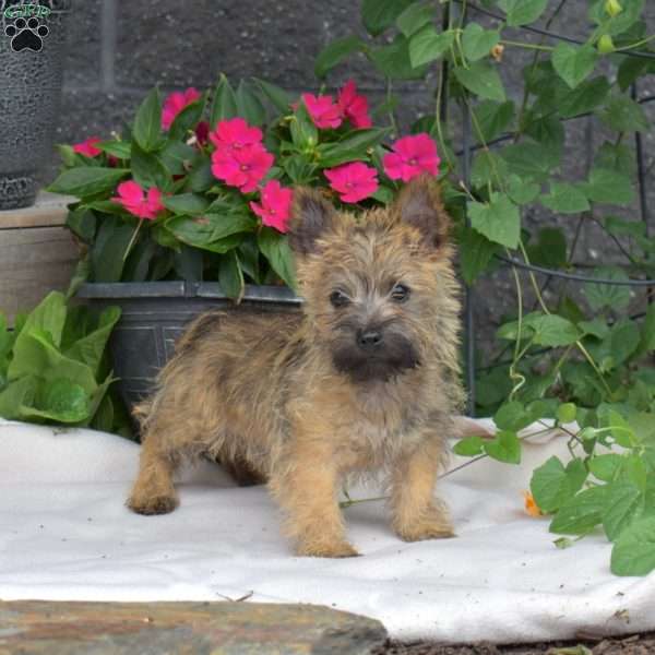 Berry, Cairn Terrier Puppy