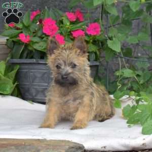Berry, Cairn Terrier Puppy