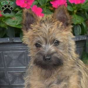Berry, Cairn Terrier Puppy