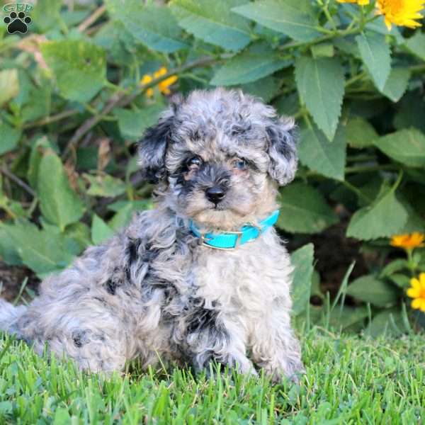 Bethany, Miniature Poodle Puppy