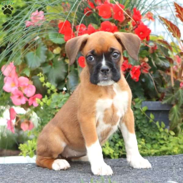 Betsy, Boxer Puppy