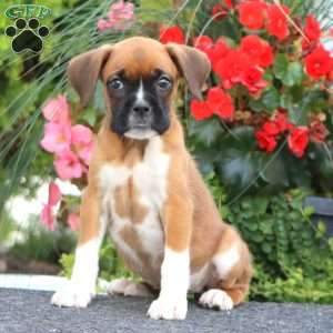 Betsy, Boxer Puppy