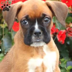 Betsy, Boxer Puppy