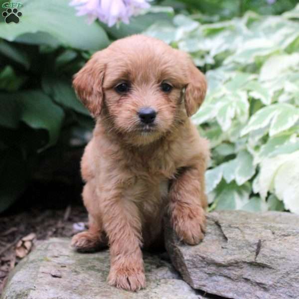 Betty, Mini Goldendoodle Puppy