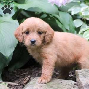 Betty, Mini Goldendoodle Puppy