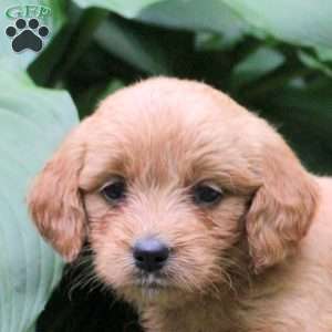 Betty, Mini Goldendoodle Puppy