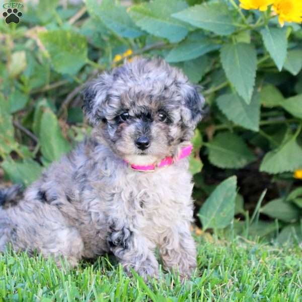 Beverly, Miniature Poodle Puppy