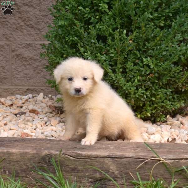 Bianca, Great Pyrenees Puppy
