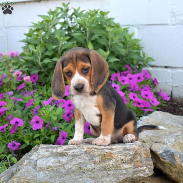 Bianca, Beagle Puppy