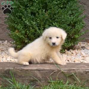 Bianca, Great Pyrenees Puppy