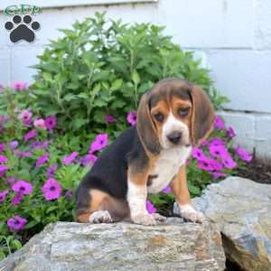 Bianca, Beagle Puppy