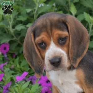 Bianca, Beagle Puppy