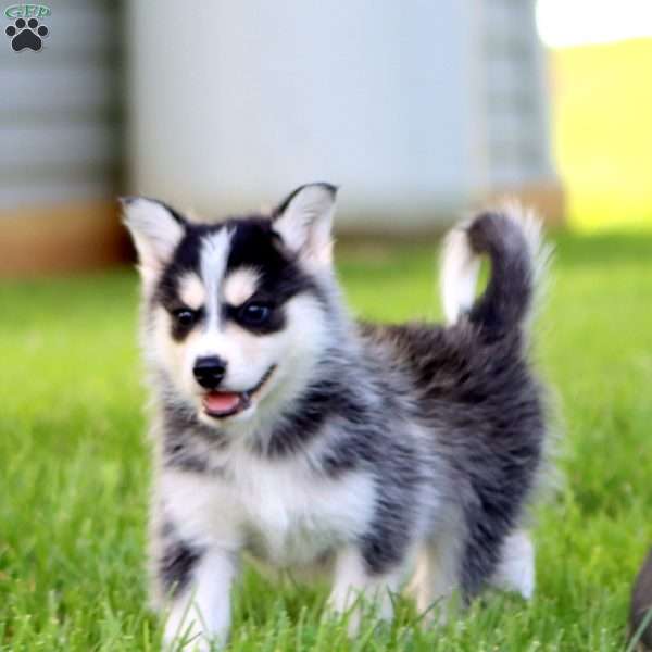 Billie, Pomsky Puppy