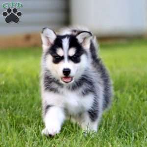 Billie, Pomsky Puppy