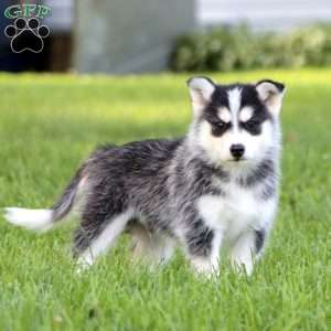 Billie, Pomsky Puppy