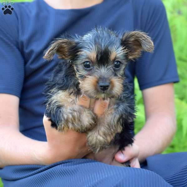 Bindi, Yorkie Puppy
