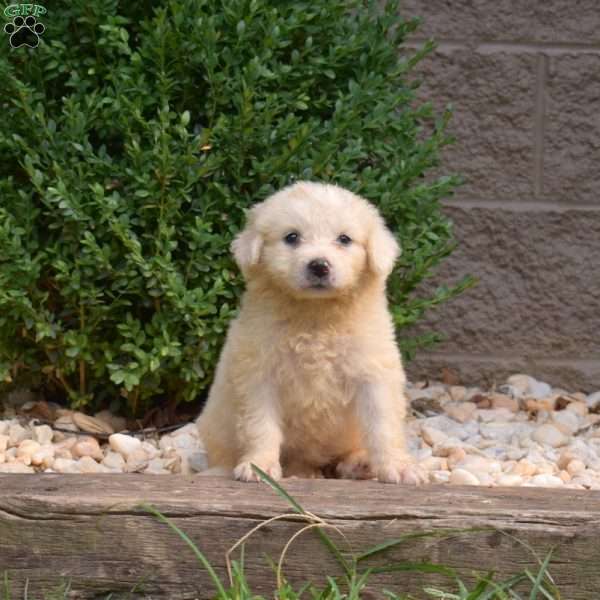 Bindi, Great Pyrenees Puppy