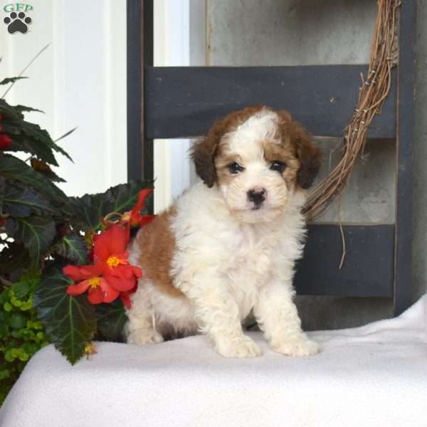 Bindi, Mini Bernedoodle Puppy