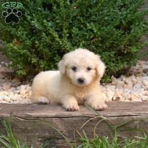 Bindi, Great Pyrenees Puppy