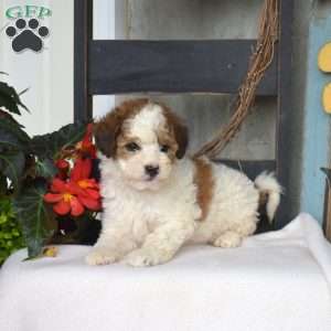 Bindi, Mini Bernedoodle Puppy