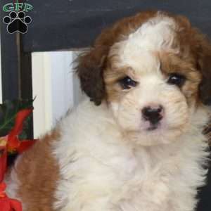 Bindi, Mini Bernedoodle Puppy