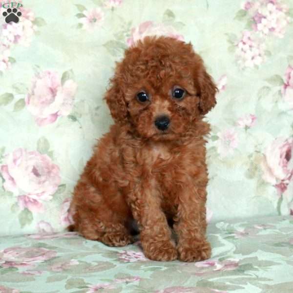 Bingo, Miniature Poodle Puppy