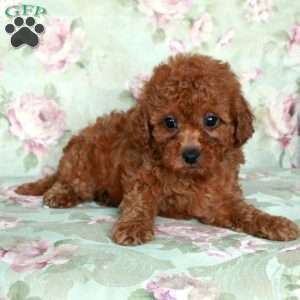 Bingo, Miniature Poodle Puppy