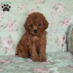 Bingo, Miniature Poodle Puppy