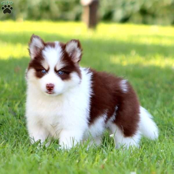 Bingo, Pomsky Puppy