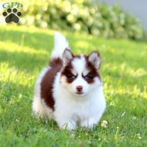 Bingo, Pomsky Puppy