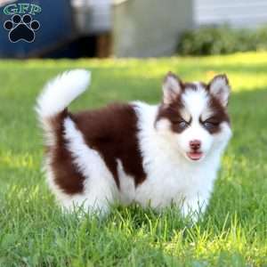 Bingo, Pomsky Puppy