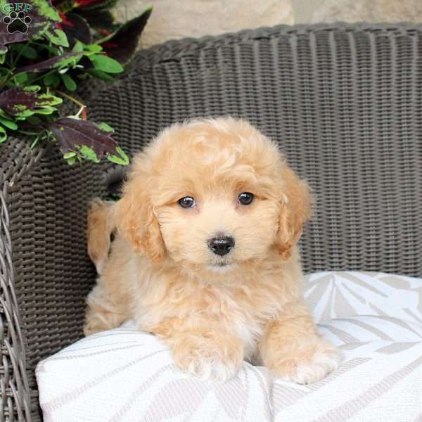Birdie, Bich-Poo Puppy