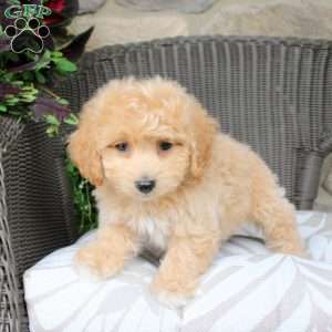 Birdie, Bich-Poo Puppy