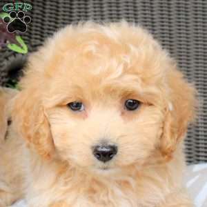 Birdie, Bich-Poo Puppy