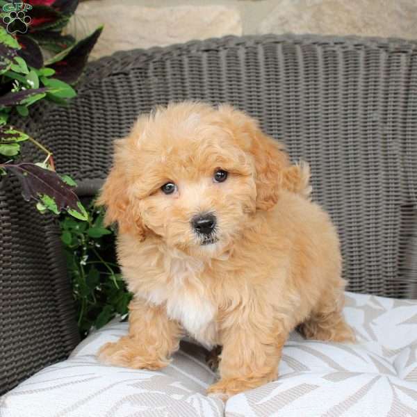 Biscuit, Bich-Poo Puppy