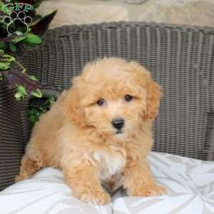 Biscuit, Bich-Poo Puppy