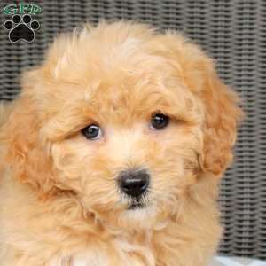 Biscuit, Bich-Poo Puppy