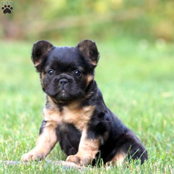 Blacky, French Bulldog Puppy