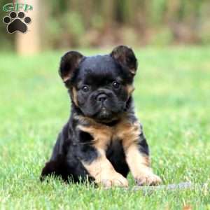 Blacky, French Bulldog Puppy
