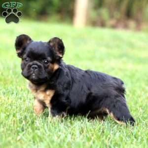 Blacky, French Bulldog Puppy