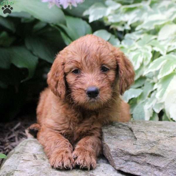 Blair, Mini Goldendoodle Puppy