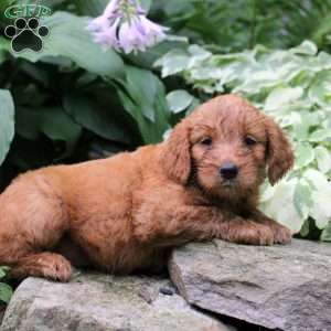 Blair, Mini Goldendoodle Puppy