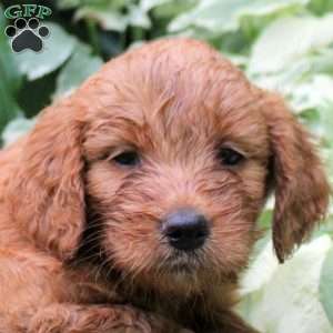 Blair, Mini Goldendoodle Puppy