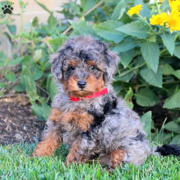Blake, Miniature Poodle Puppy