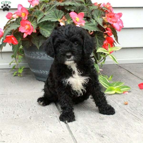 Blake, Cavapoo Puppy