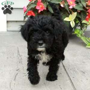Blake, Cavapoo Puppy