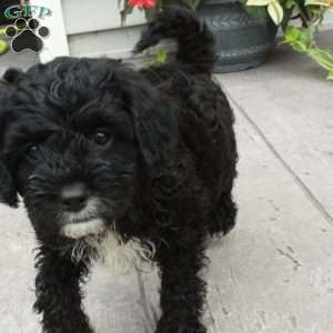 Blake, Cavapoo Puppy
